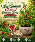 West Indian Cherry/Barbados Cherry Malpighia emarginata  Tropical  Fruit Layering Plant