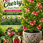Karonda Cherry / (Carissa carandas) Tropical  Fruit Plant