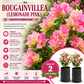 Bougainvillea Flower Plant - Lemonade Pink