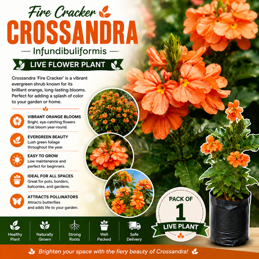 Fire Cracker Flower Live Plant / Crossandra infundibuliformis - Cantaloupe Orange