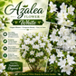 Azalea Flower Plant - White