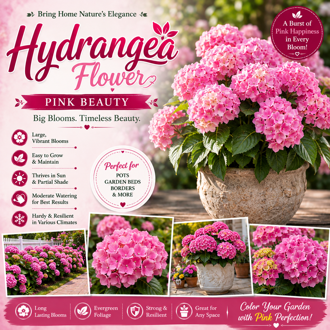 Hydrangea Flower Plant - Pink