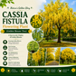 Cassia fistula Flowering Plant (Golden Shower Tree )