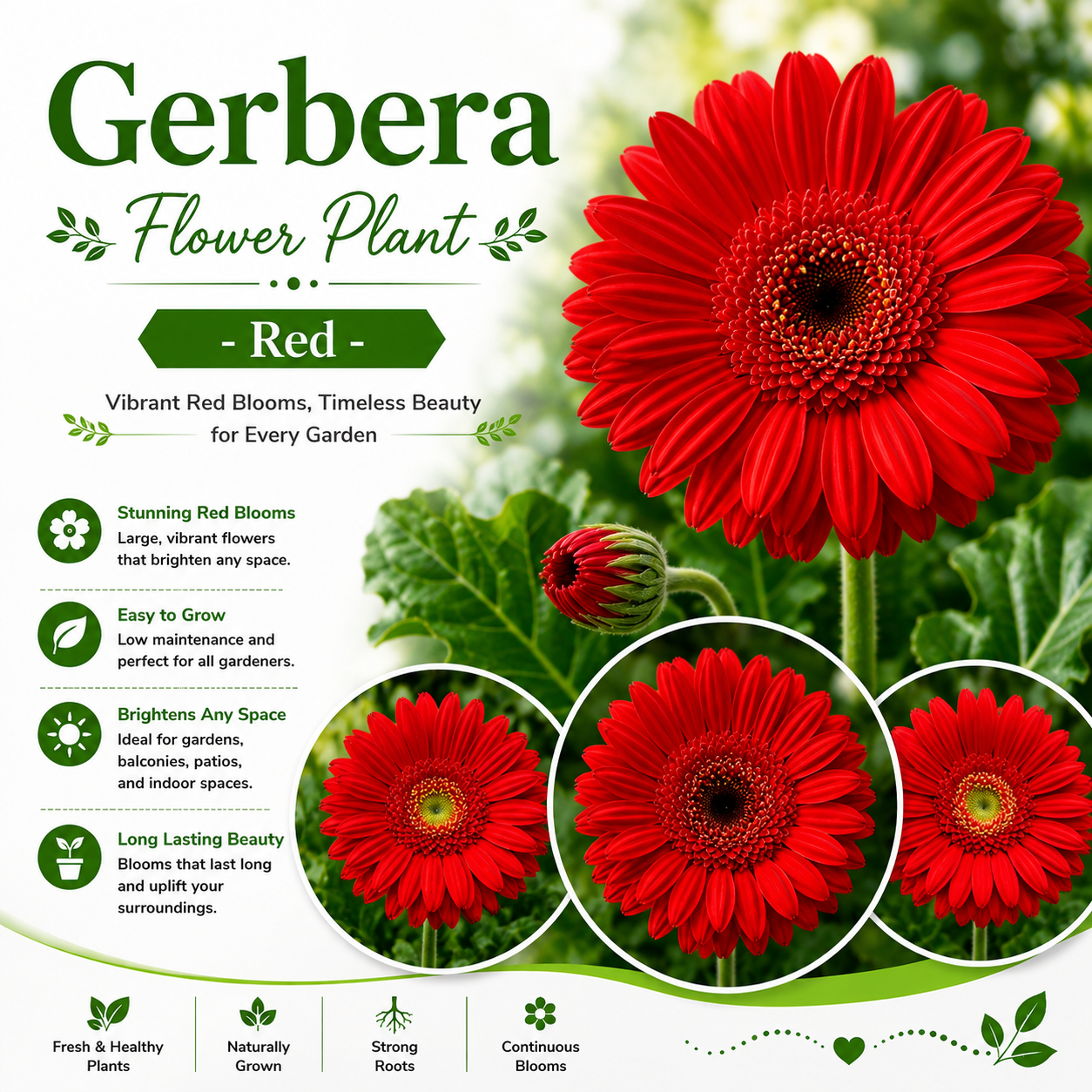 Gerbera Flower Plant - Red