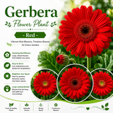 Gerbera Flower Plant - Red