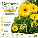Gerbera Flower Plant - Yellow