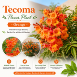 Tecoma Flower Plant - Orange