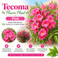 Tecoma Flower Plant - Pink