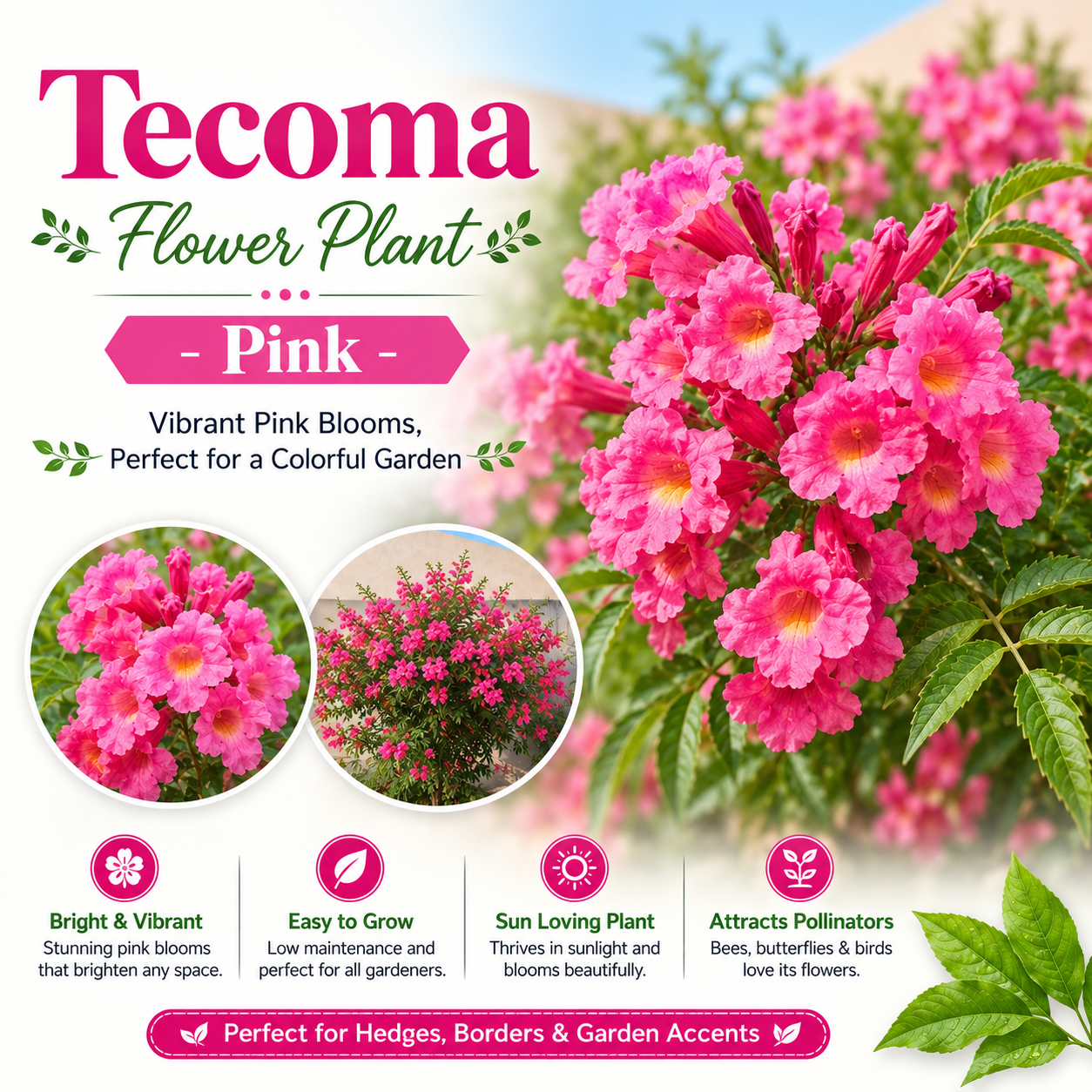 Tecoma Flower Plant - Pink