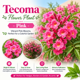 Tecoma Flower Plant - Pink