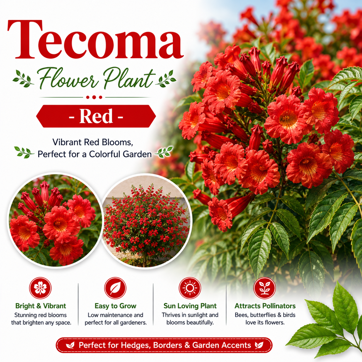 Tecoma Flower Plant - Red