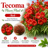 Tecoma Flower Plant - Red