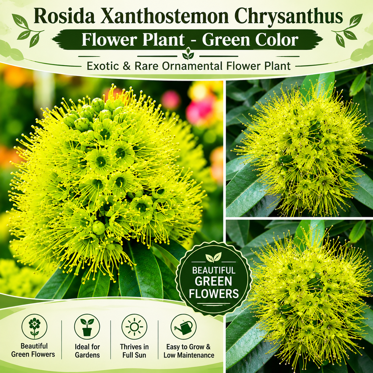 Rosida Flower Plant - Green