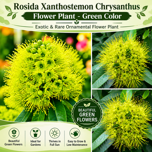 Rosida Flower Plant - Green