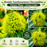 Rosida Flower Plant - Green