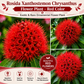Rosida Flower Plant - Red