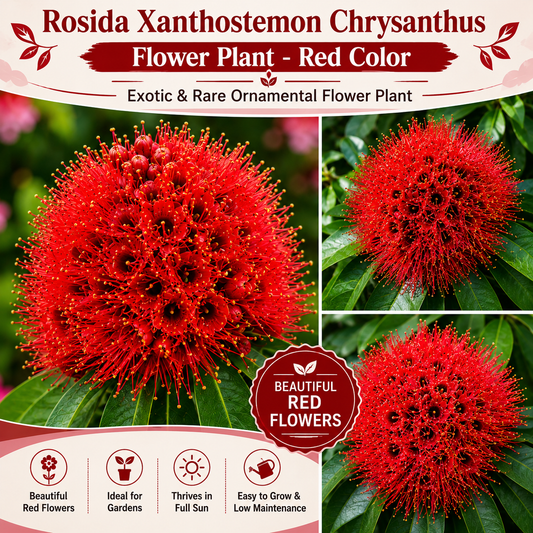 Rosida Flower Plant - Red