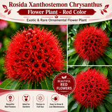 Rosida Flower Plant - Red