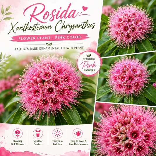 Rosida Flower Plant - Pink
