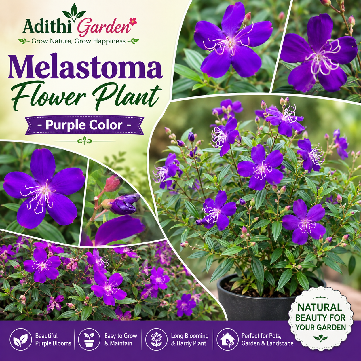 Melastoma Flower Plant - Purple