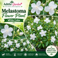 Melastoma Flower Plant - White