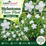 Melastoma Flower Plant - White