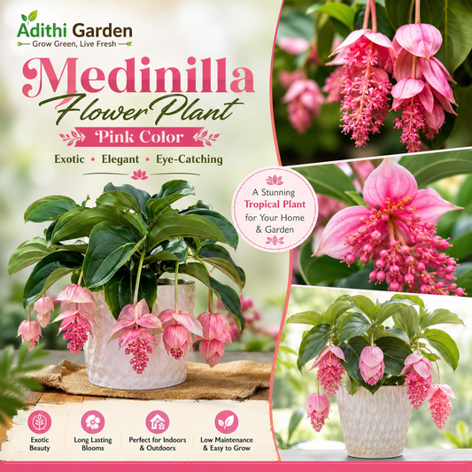 Medinilla Flower Plant - Pink