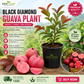 Guava -Black Diamond Guava - Fruit Plant