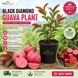 Guava -Black Diamond Guava - Fruit Plant
