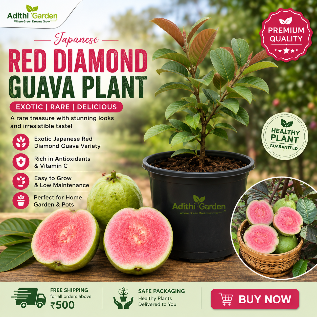 Guava - Japanese Red Diamond - Fruit Plant