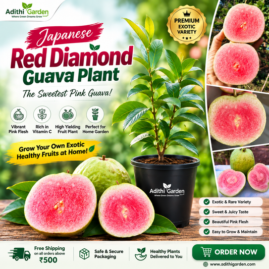 Guava - Japanese Red Diamond - Fruit Plant