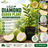Guava - White Diamond Guava- Fruit Plant