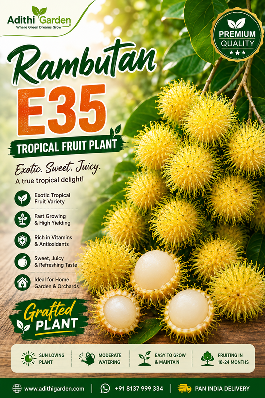 Rambutan - E35 - Tropical Fruit Plant