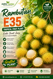 Rambutan - E35 - Tropical Fruit Plant