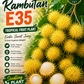 Rambutan - E35 - Tropical Fruit Plant