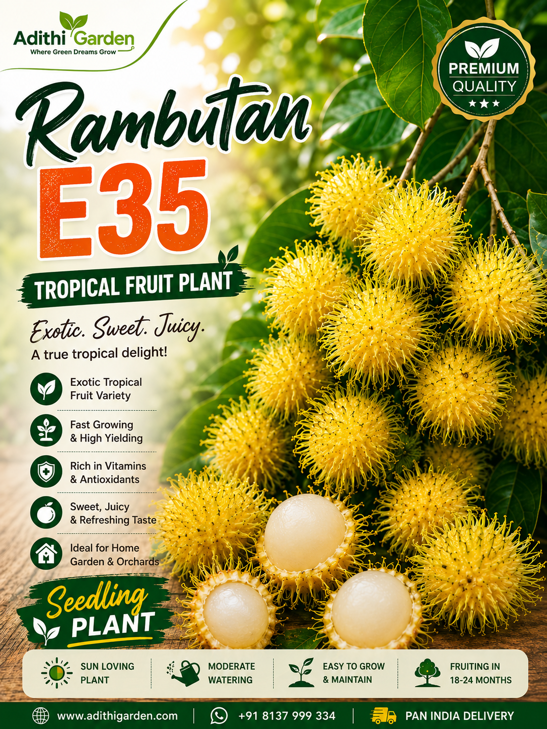 Rambutan - E35 - Tropical Fruit Plant