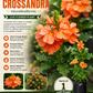 Fire Cracker Flower Live Plant / Crossandra infundibuliformis - Cantaloupe Orange
