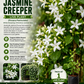Manimulla Jasmine Creeper Live Plant (Porana Paniculata) | White Flowering Christmas Jasmine Vine