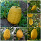 Etrog Citron / Ganapathy Lemon  Layering Plant | Citrus medica | Pack of 1
