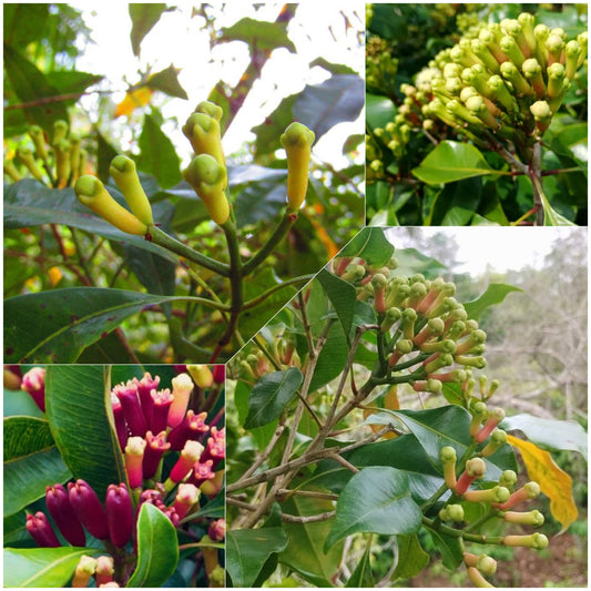Clove Plant (Syzygium aromaticum) Live Seedling Plant | Pack of 1