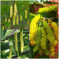 Mulberry - Long Yellow - Fruit Plant