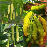 Mulberry - Long Yellow - Fruit Plant