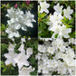 Azalea Flower Plant - White