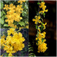 Cat's Claw Creeper Live Plant (Pack of 1) | Fast Growing Yellow Flowering Climber | Dolichandra Unguis-Cati Vine