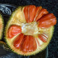 Jackfruit - Siddhu Copper Red - Fruit Plant