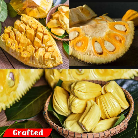 Jackfruit - SriLankan Jack - Fruit Plant