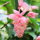 Medinilla Flower Plant - Pink