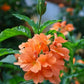 Flowering Plants Combo Pack of 4 (Fire Cracker, Son Champa, Hydrangea & Garlic Vine)