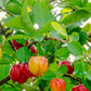 West Indian Cherry/Barbados Cherry Malpighia emarginata  Tropical  Fruit Layering Plant