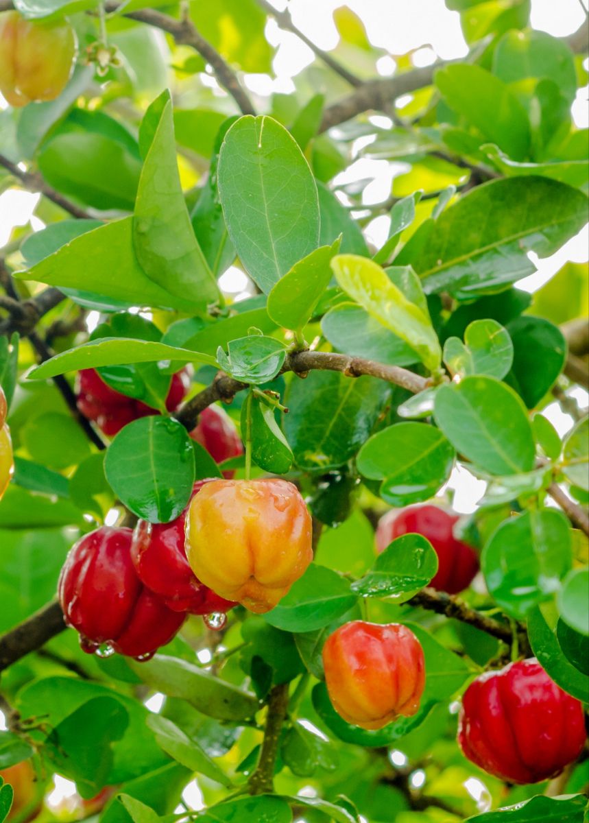 West Indian Cherry/Barbados Cherry Malpighia emarginata  Tropical  Fruit Layering Plant